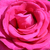 Roza - Vrtnica čajevka - Parole ®